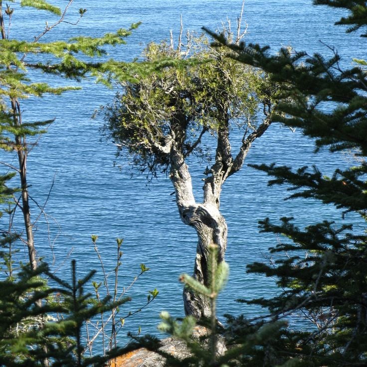 Árbol de la Bruja