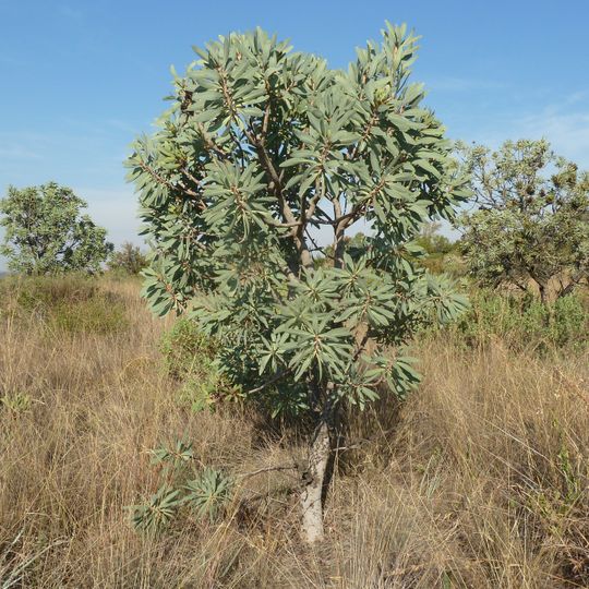 Bronberg Ridge conservation area